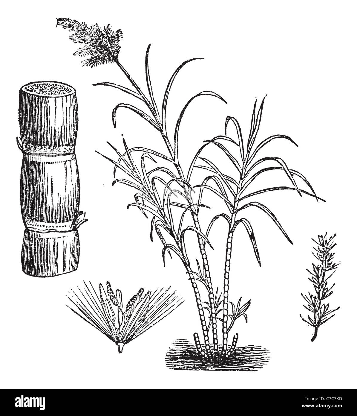 Sugar cane crop Cut Out Stock Images \u0026 Pictures - Alamy, image size:1195x1390