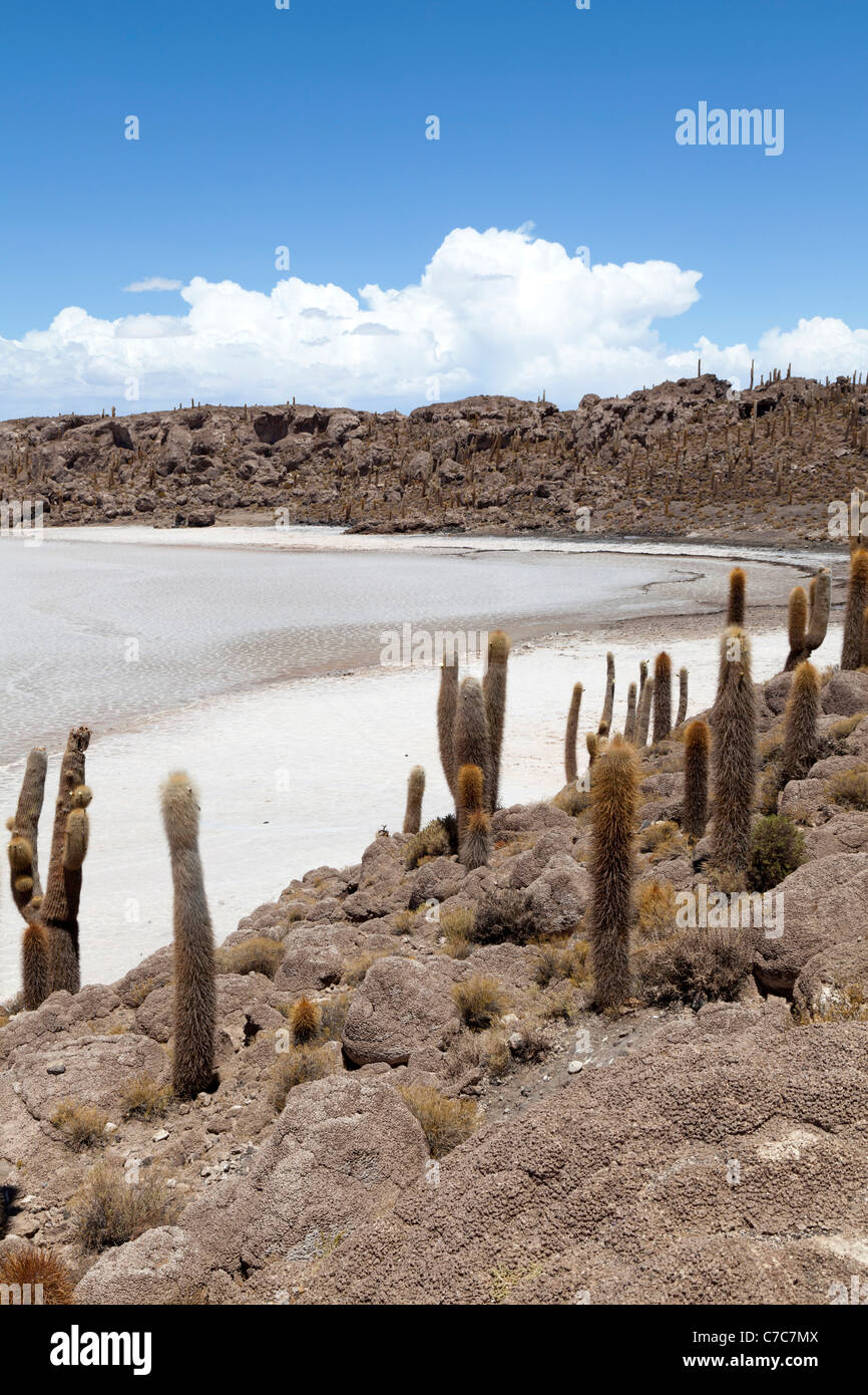 View from Isla Incahuasi, Uyuni Salt Flats, Bolivia Stock Photo