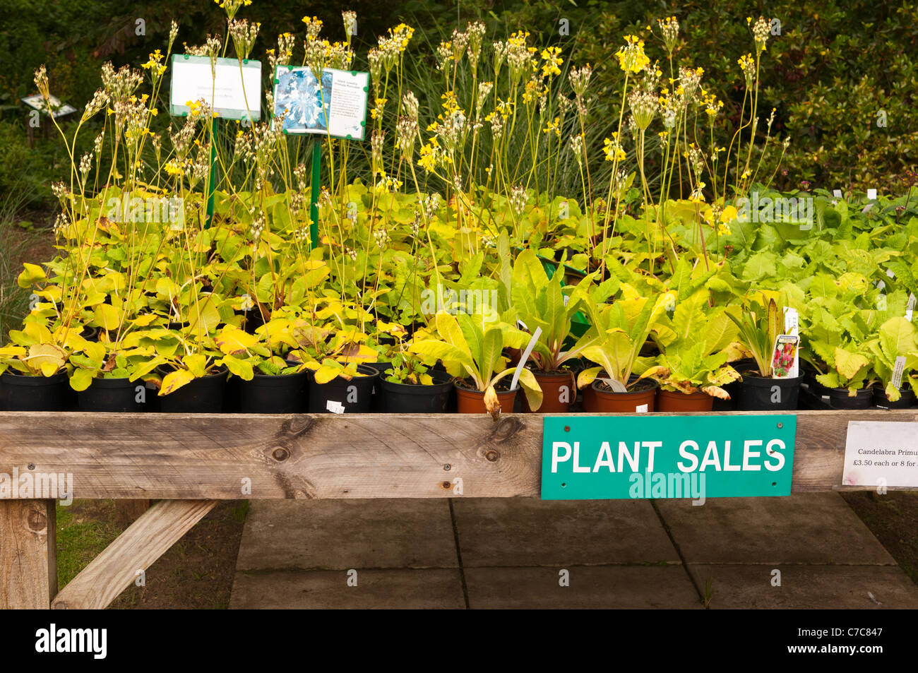 Plant sales at Fairhaven woodland and water garden in South Walsham