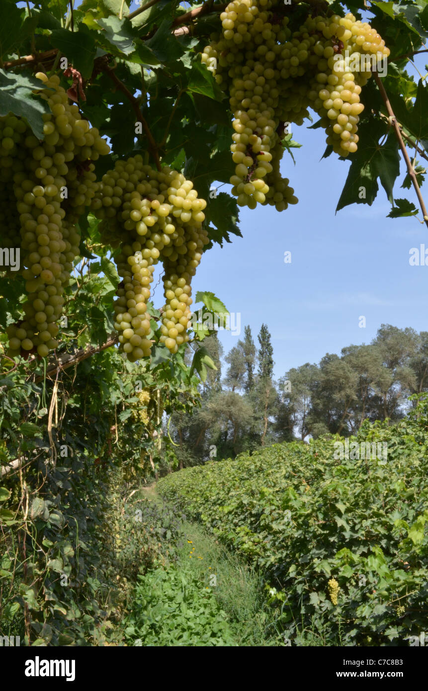 Grapes farming china hires stock photography and images Alamy
