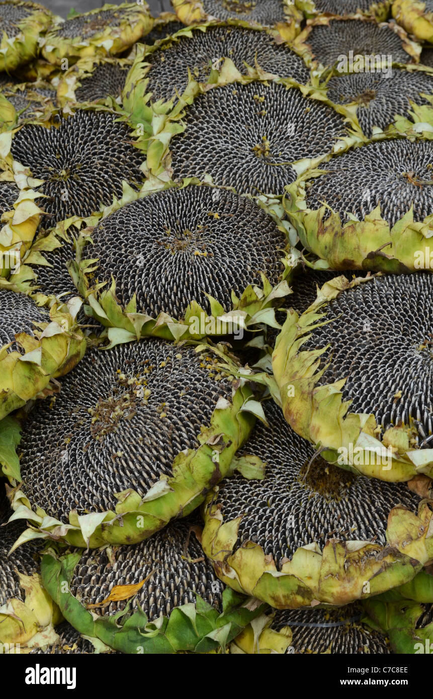 Large sunflowers, packed with seeds, on sale in a Xining street market, Qinghai, China Stock Photo