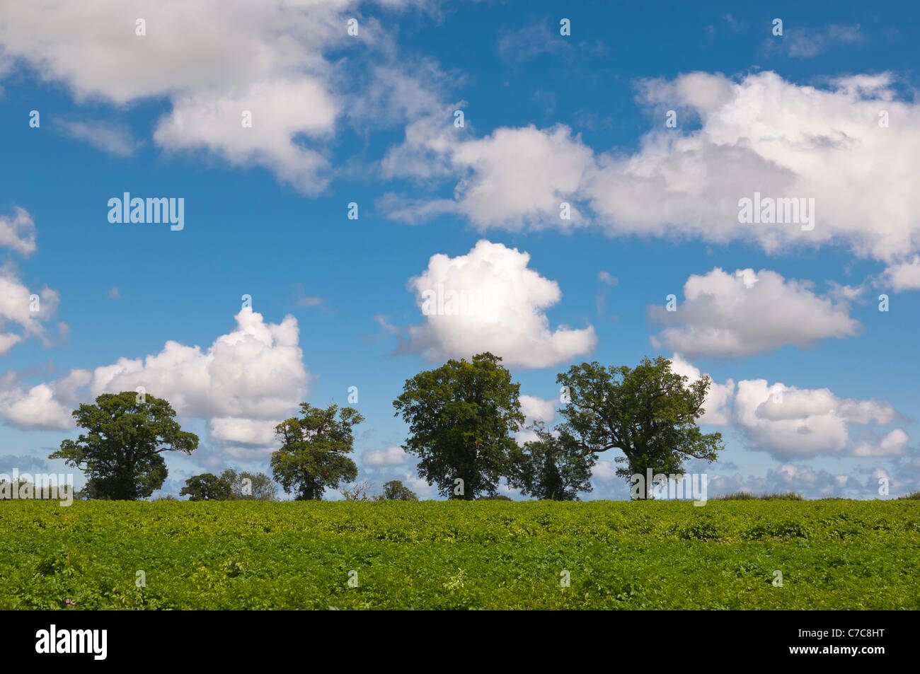 A row of oak trees in a Uk field on a summer day Stock Photo