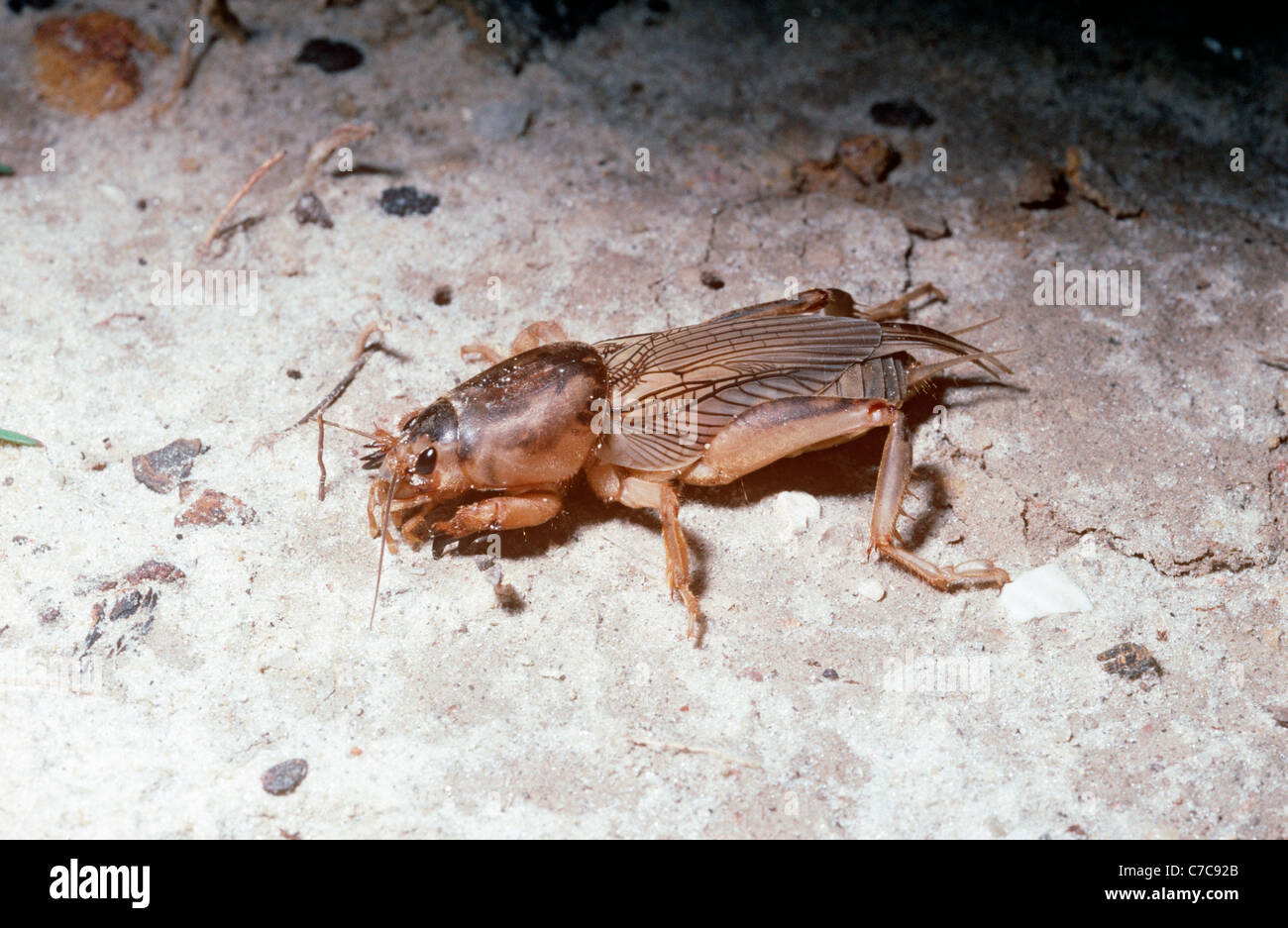 Tawny mole cricket (Scapteriscus vicinus: Gryllotalpidae) on waste ground, Georgia, USA Stock Photo