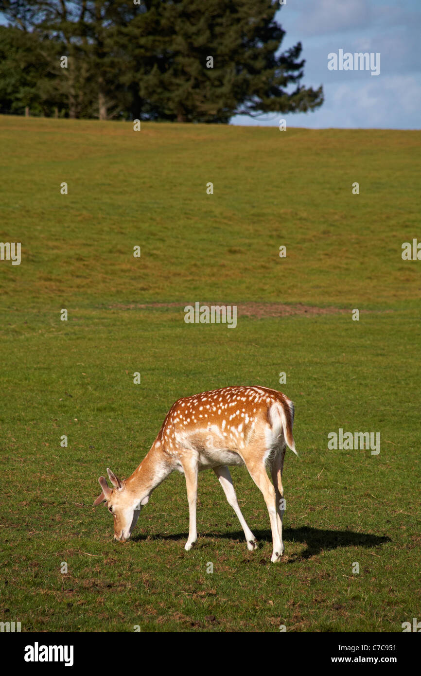 young fallow deer (dama dama) fawn grazing at Deer Park at Prideaux Place, Padstow, Cornwall UK in May, one of the oldest deer parks in the country Stock Photo