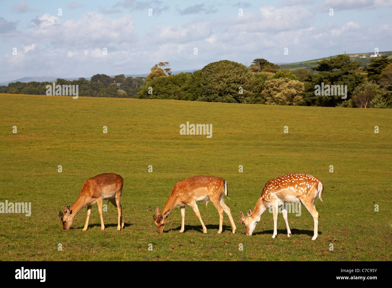 Three young fallow deer (dama dama) grazing at Deer Park at Prideaux Place, Padstow, Cornwall UK in May, one of the oldest deer parks in the country Stock Photo