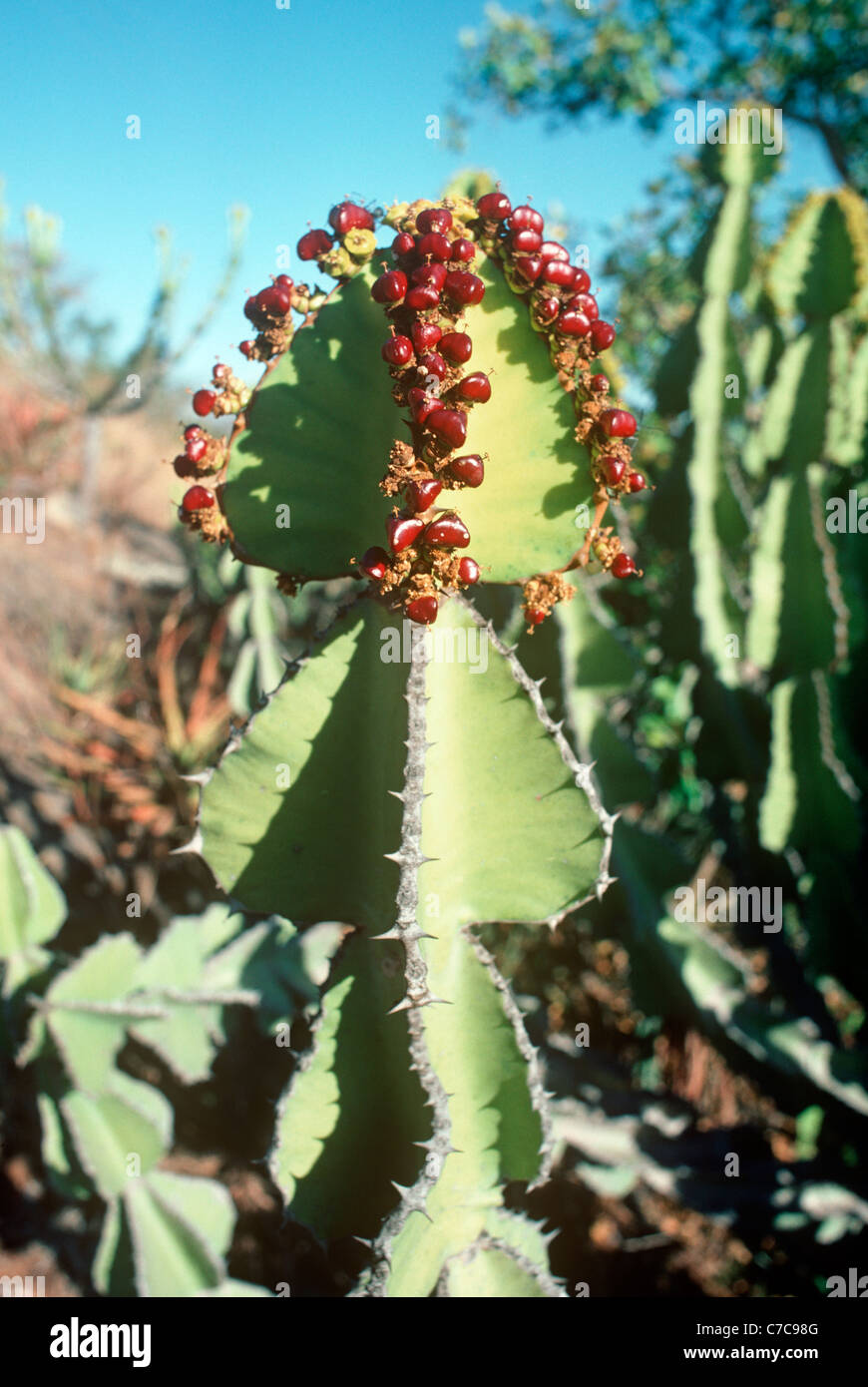 Euphorbia cooperi: Euphorbiaceae in fruit. A toxic succulent plant, South Africa Stock Photo