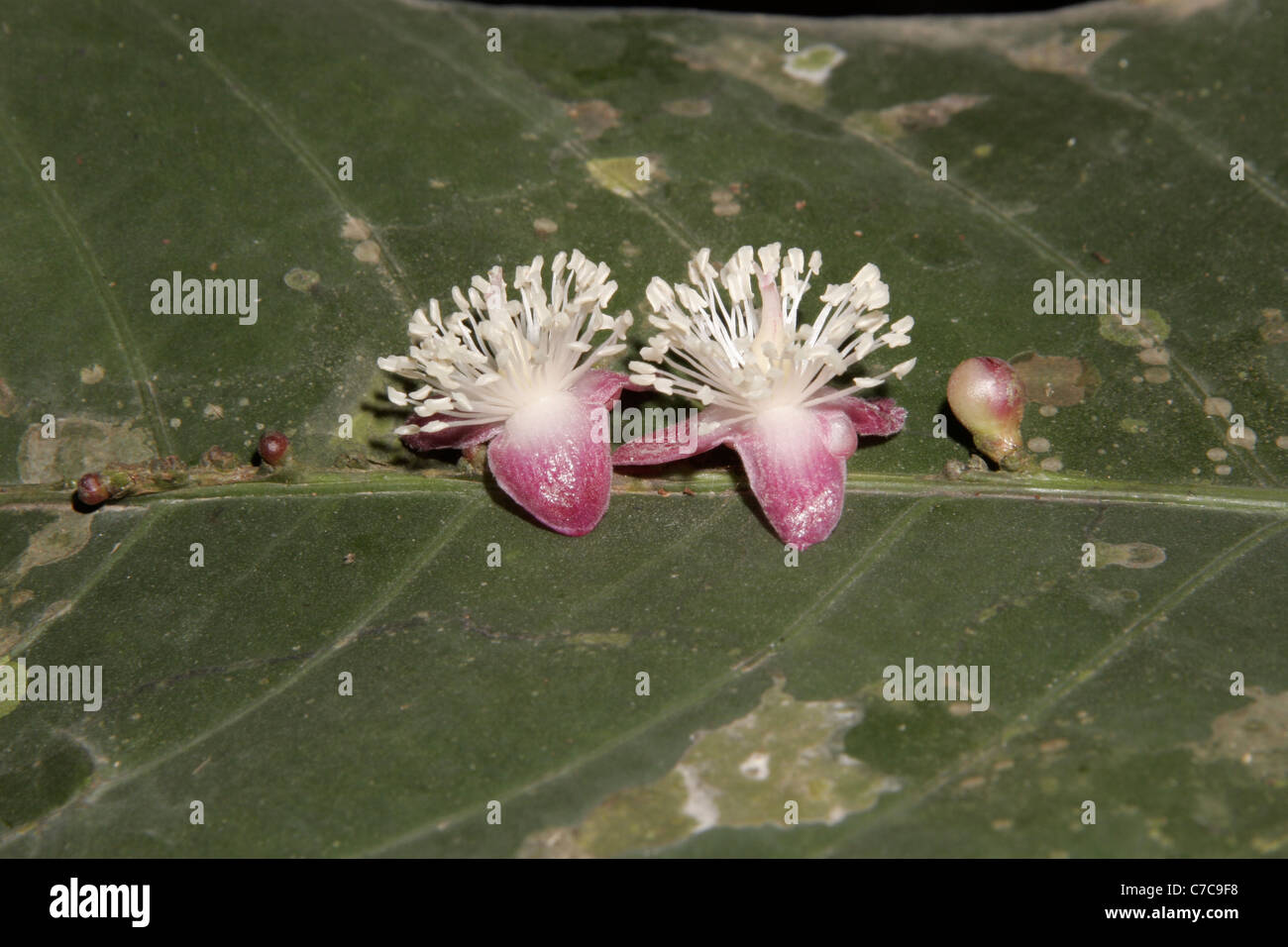 Flowers (Phyllobotryum spathulatum: Flacourtiaceae) arising from the leaf midrib, in rainforest, Korup, Cameroon. Stock Photo