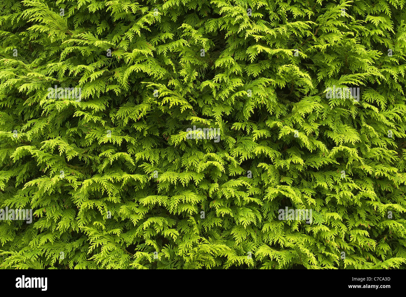 Close-up of the foliage of the garden conifer Chamaecyparis. Stock Photo