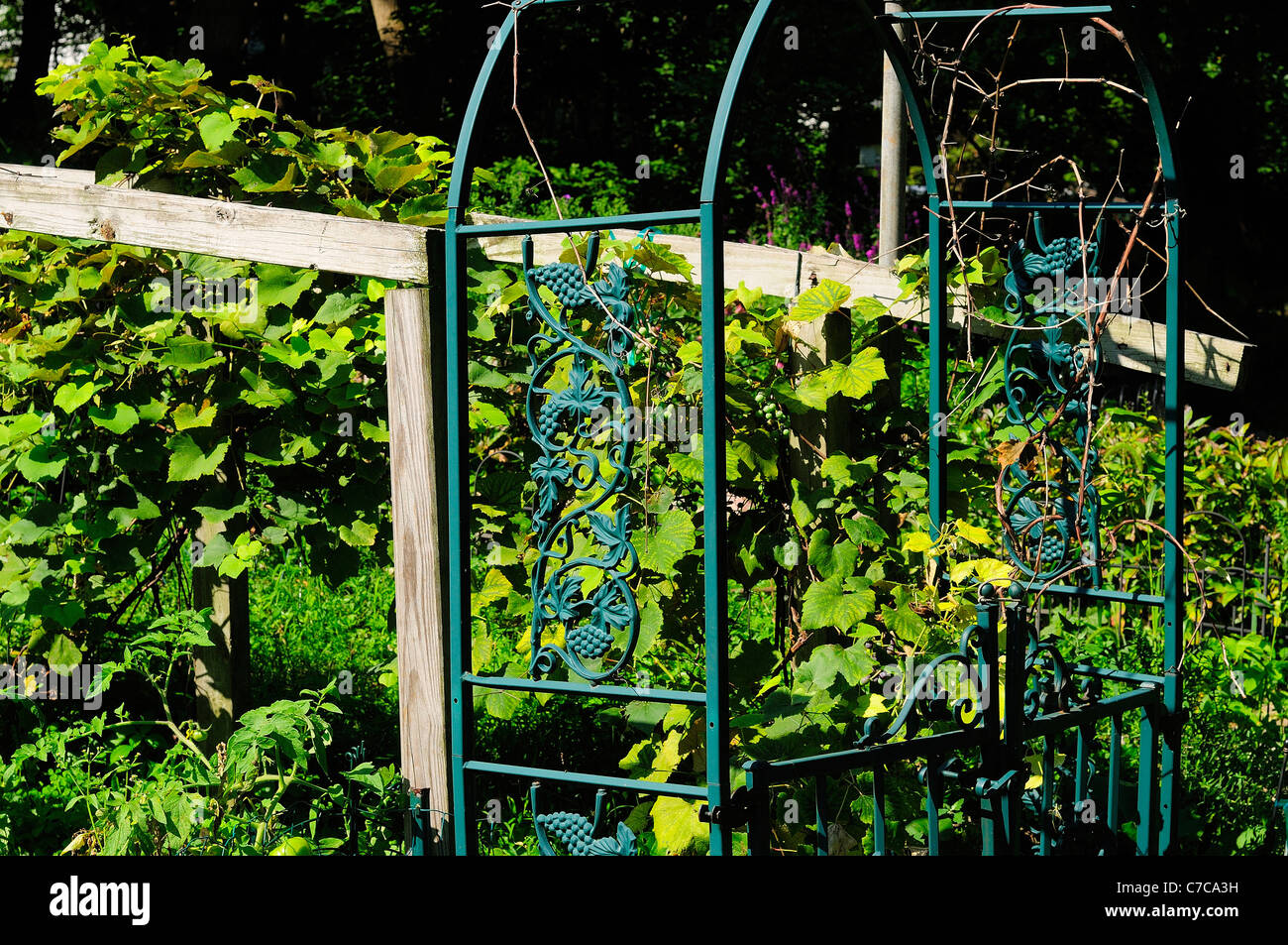 View Backyard Grape Vine Trellis PNG – home