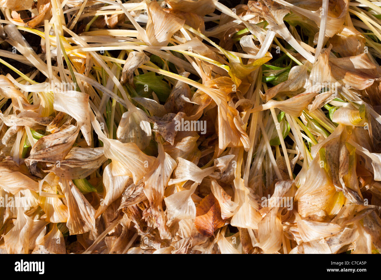 Decaying plant leaves Stock Photo Alamy