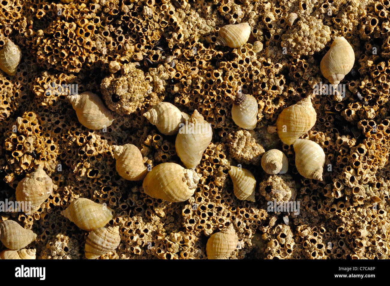 Group of dog whelks (Nucella lapillus) and barnacles (Chthamalus montagui) Stock Photo