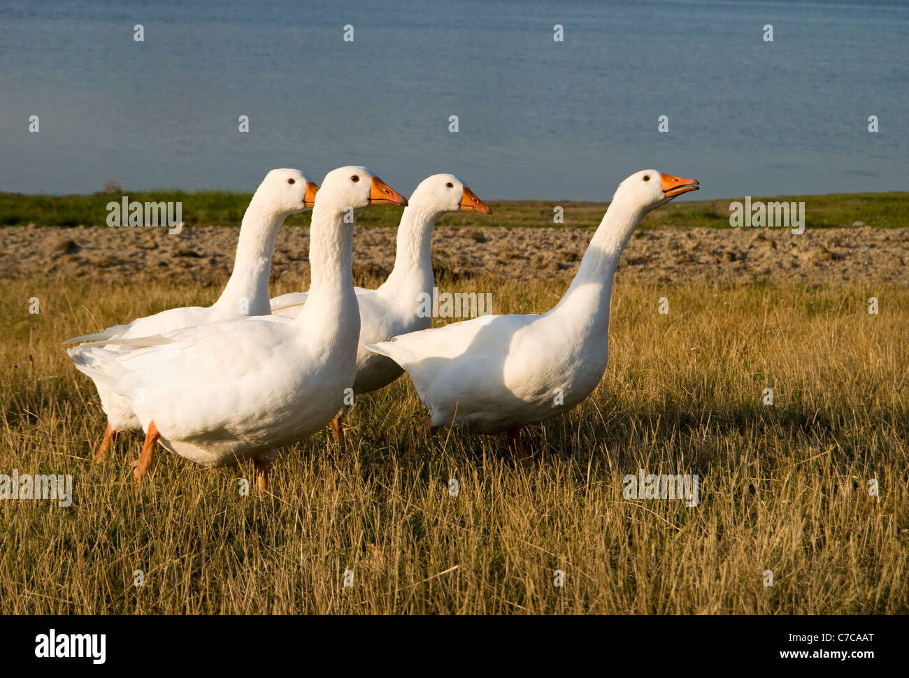 White domestic geese on the lake shore Stock Photo