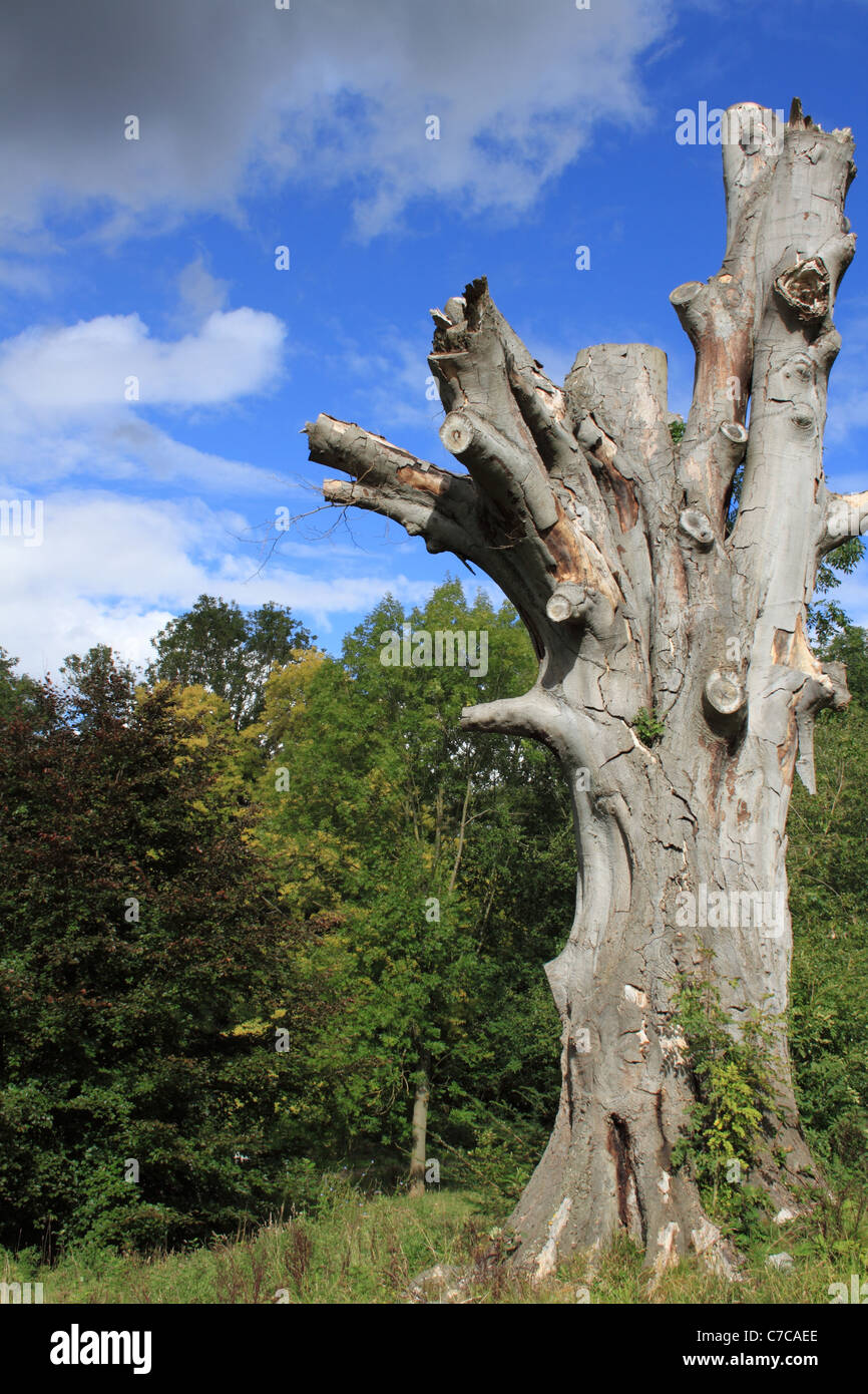 Dead tree in a park, stood statuesque against a blue sky with dark