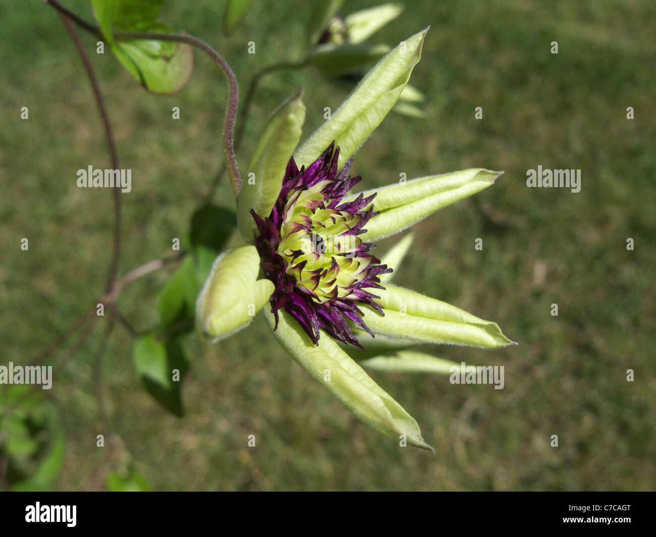 A Newly opened flower of Clematis florida sieboldii in summer, UK Stock Photo