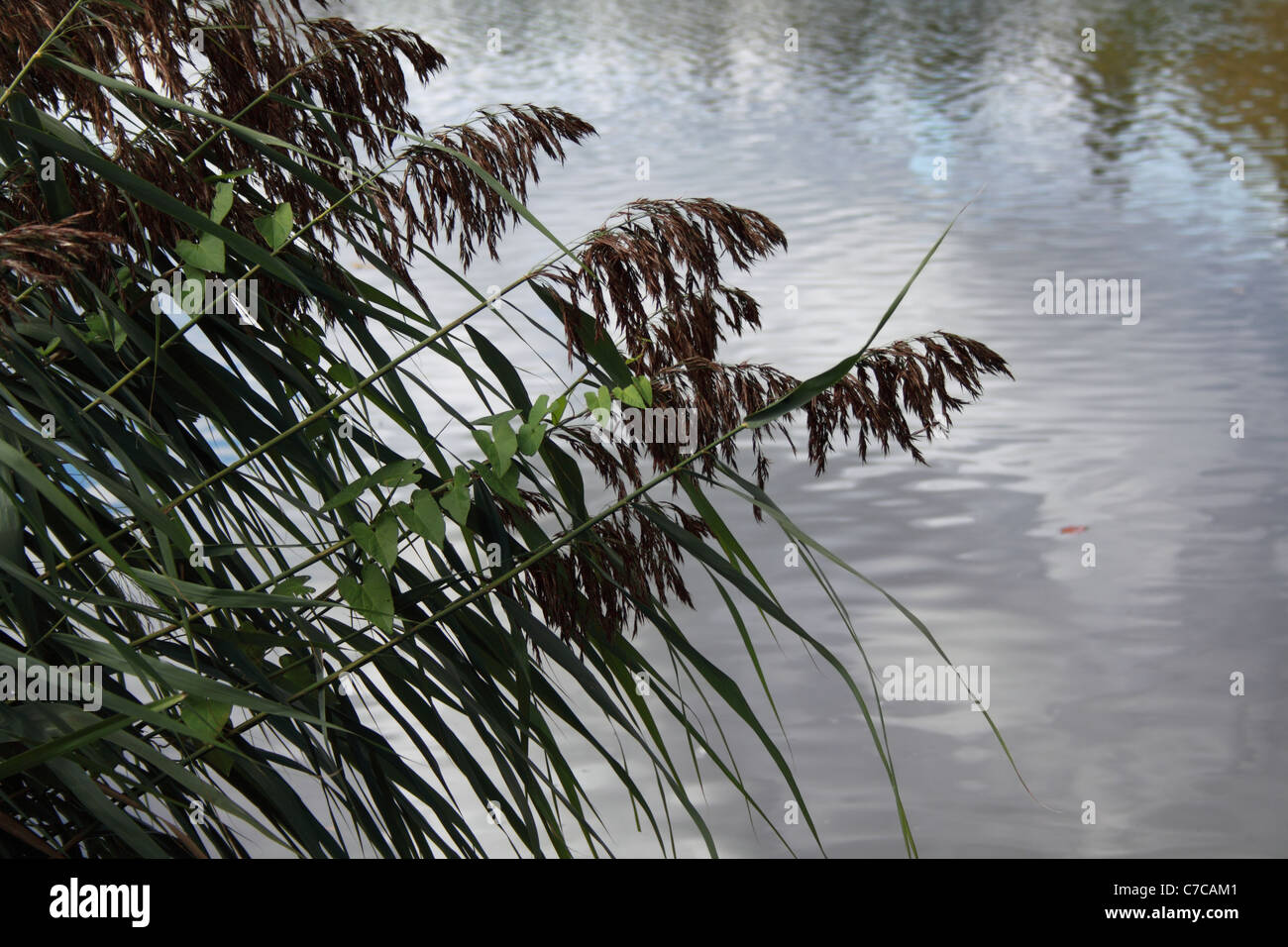 Reeds overhanging a lake on a sunny afternoon. Rippling water with ...