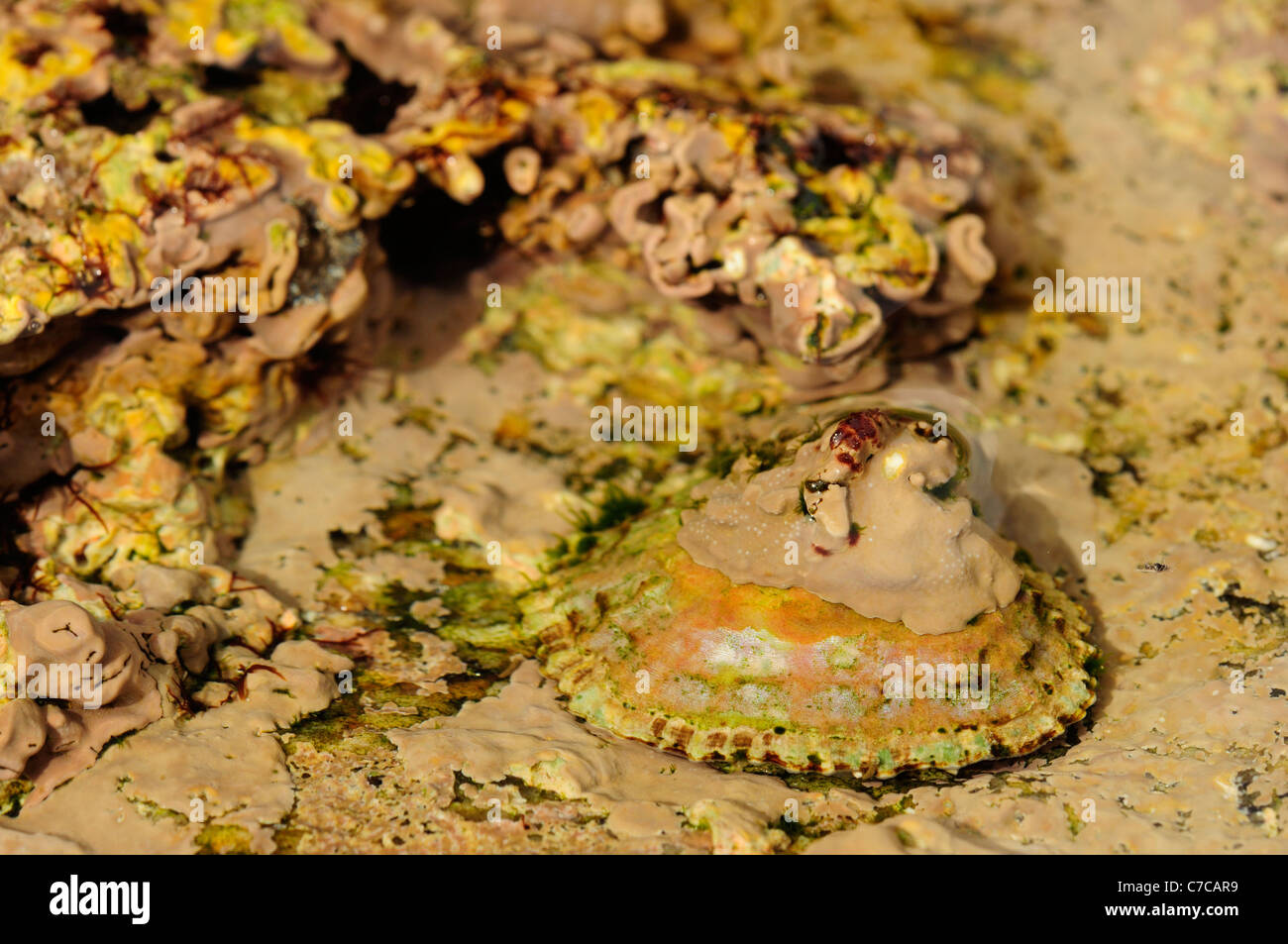 Encrusting Coralline Alga (Lithophyllum incrustans) covering a limpet and rocks. Stock Photo