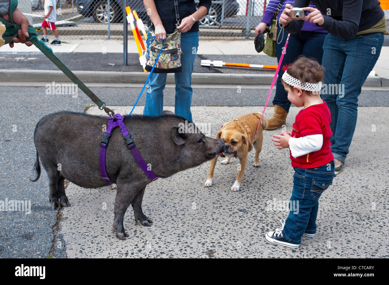 pet-pot-bellied-pig-dog-and-toddler-young-girl-staring-at-each-other-C7CARY.jpg
