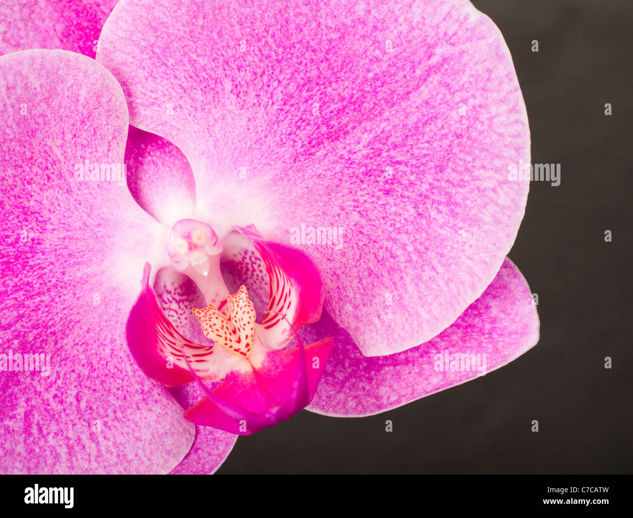 Phalaenopsis Orchid Flower, Okinawa, Japan Stock Photo