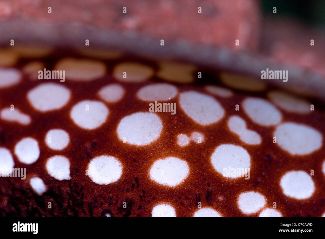 Detail of Windows on the inner side of the diaphragm of Rafflesia kerrii. Stock Photo