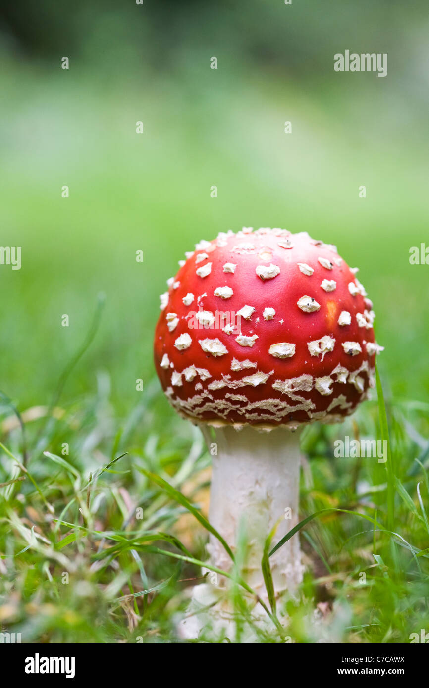 Amanita muscaria. Fly agaric fungus on the edge of a woodland Stock Photo