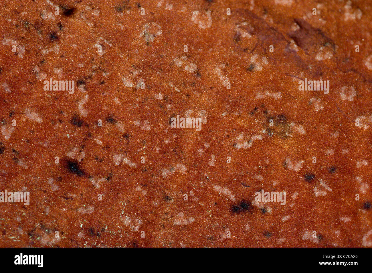 Macro surface structure of one of the five lobes of Rafflesia kerrii. Stock Photo