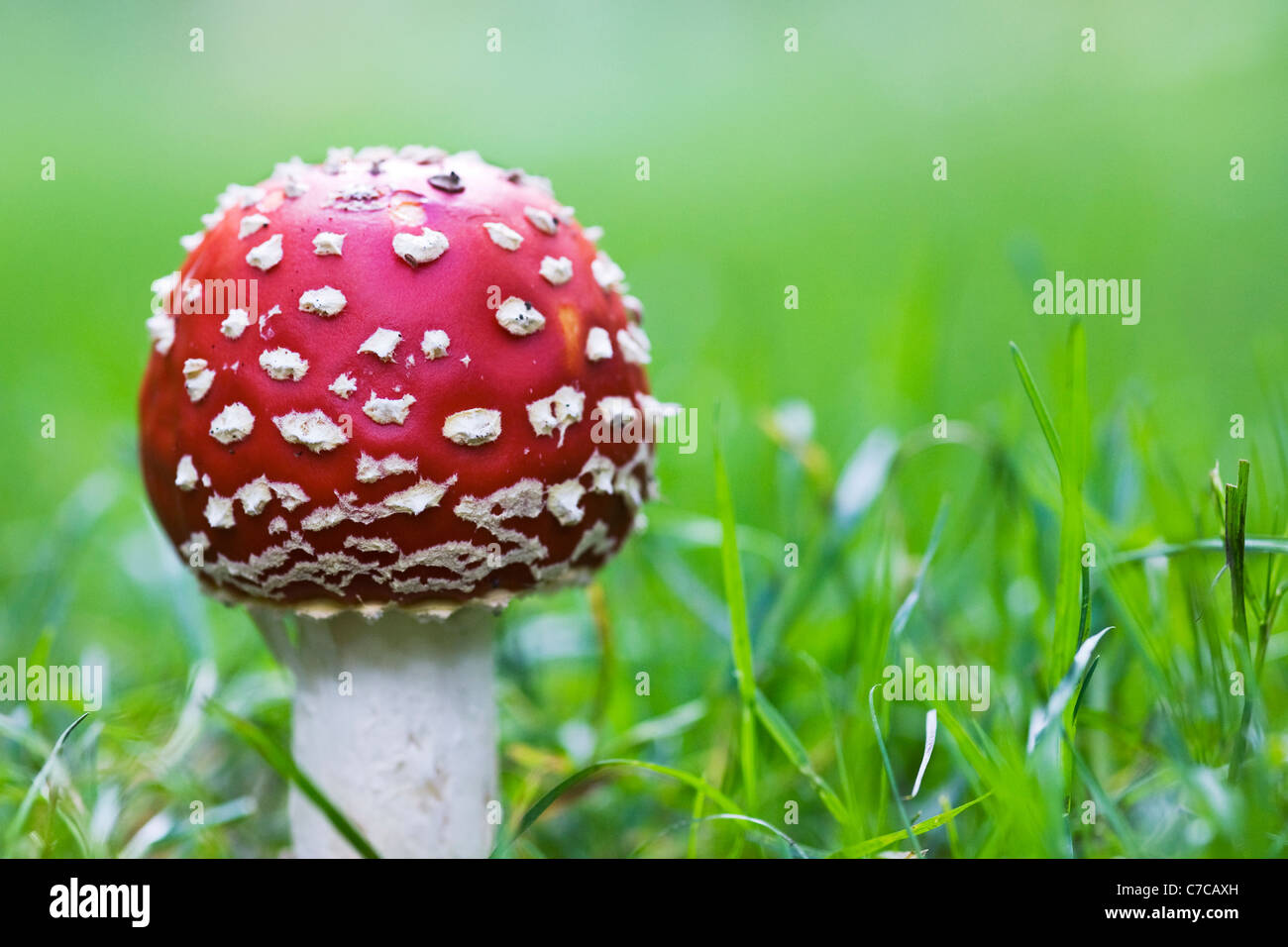 Amanita muscaria. Fly agaric fungus on the edge of a woodland Stock Photo