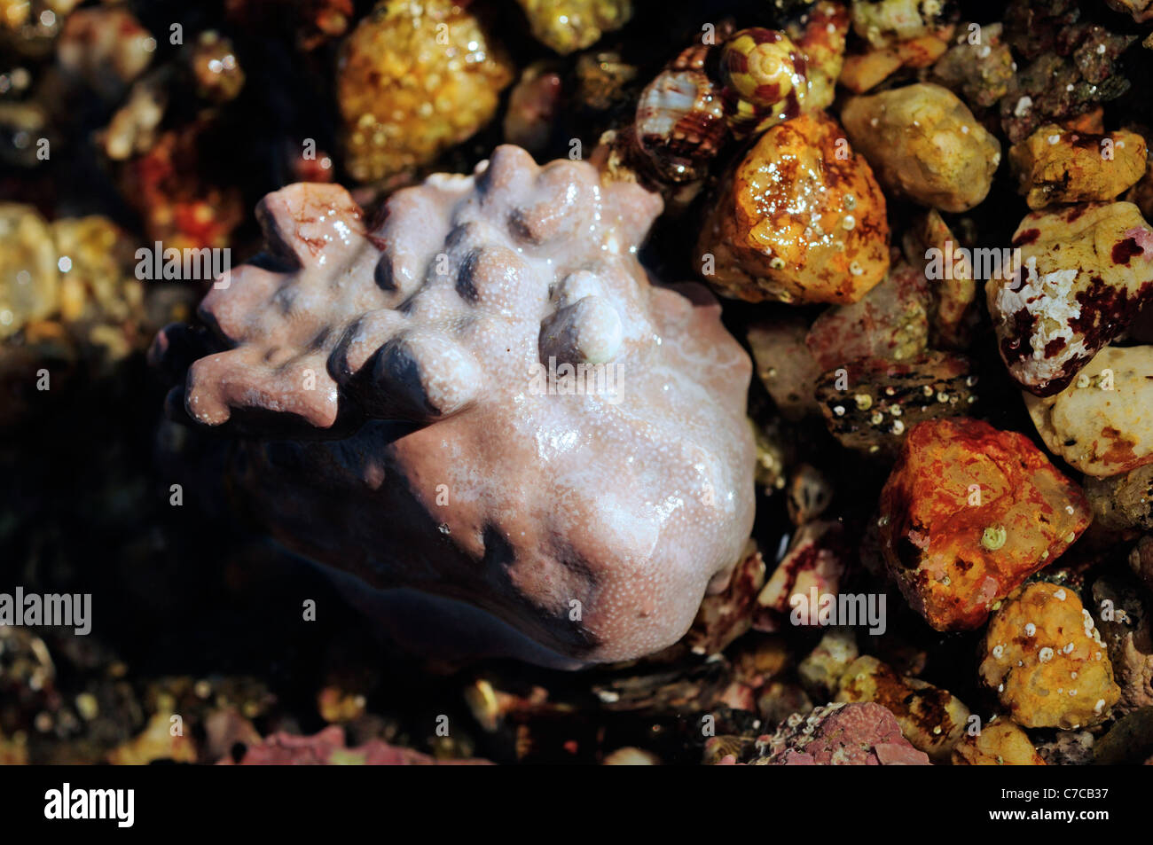Encrusting Coralline Alga (Lithophyllum incrustans) Stock Photo