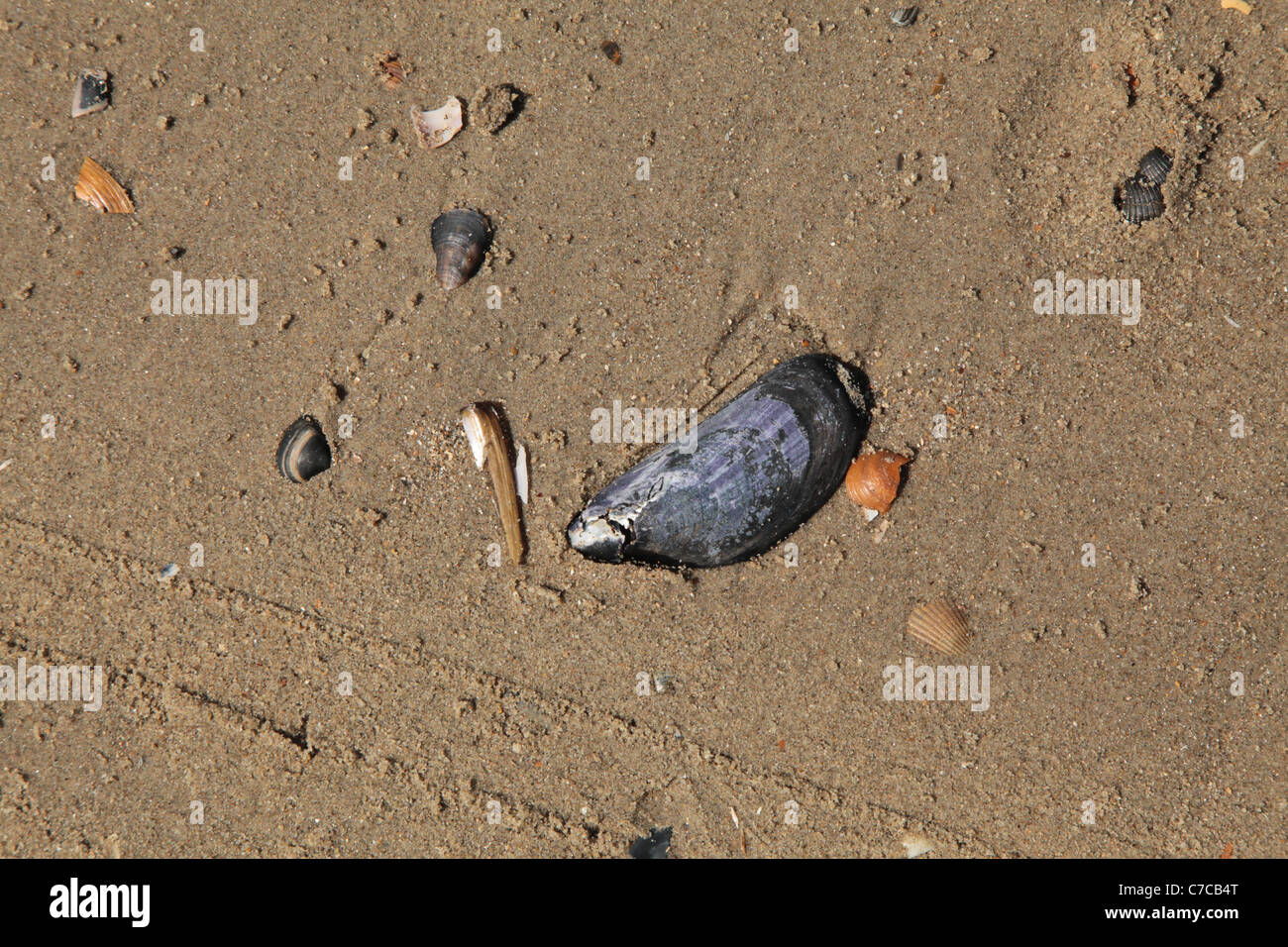 Miesmuschel am belgischen Strand, Blue mussel at the beach Stock Photo