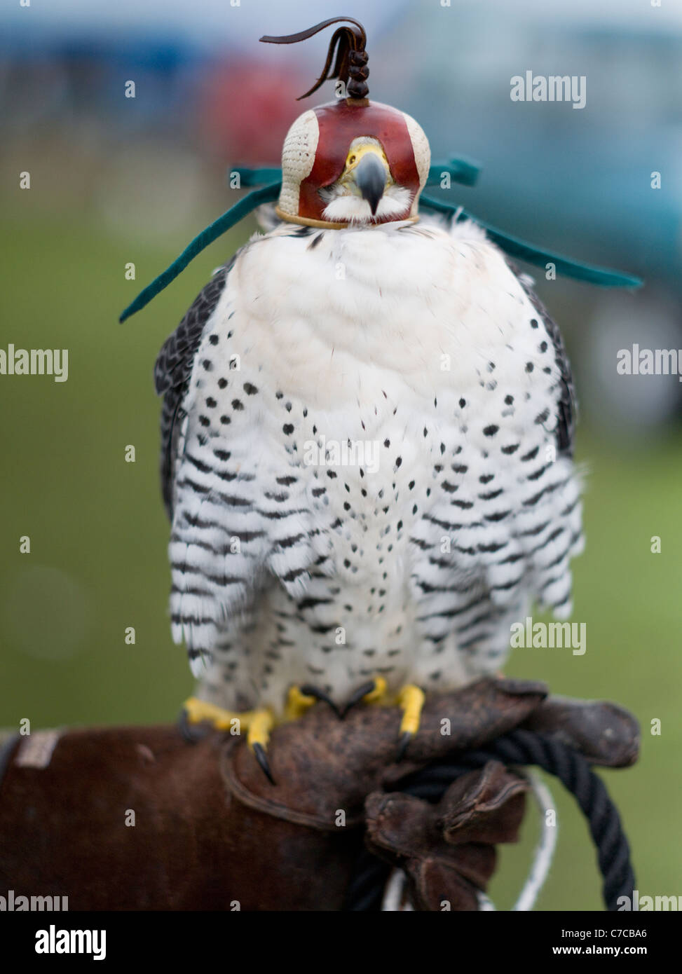 Cheshire Game & Country Fair - Falconry  Falconer: RICHARD NEWTON Bird: White Gyr Falcon x Peregrine Falcon Hybrid Cross Stock Photo