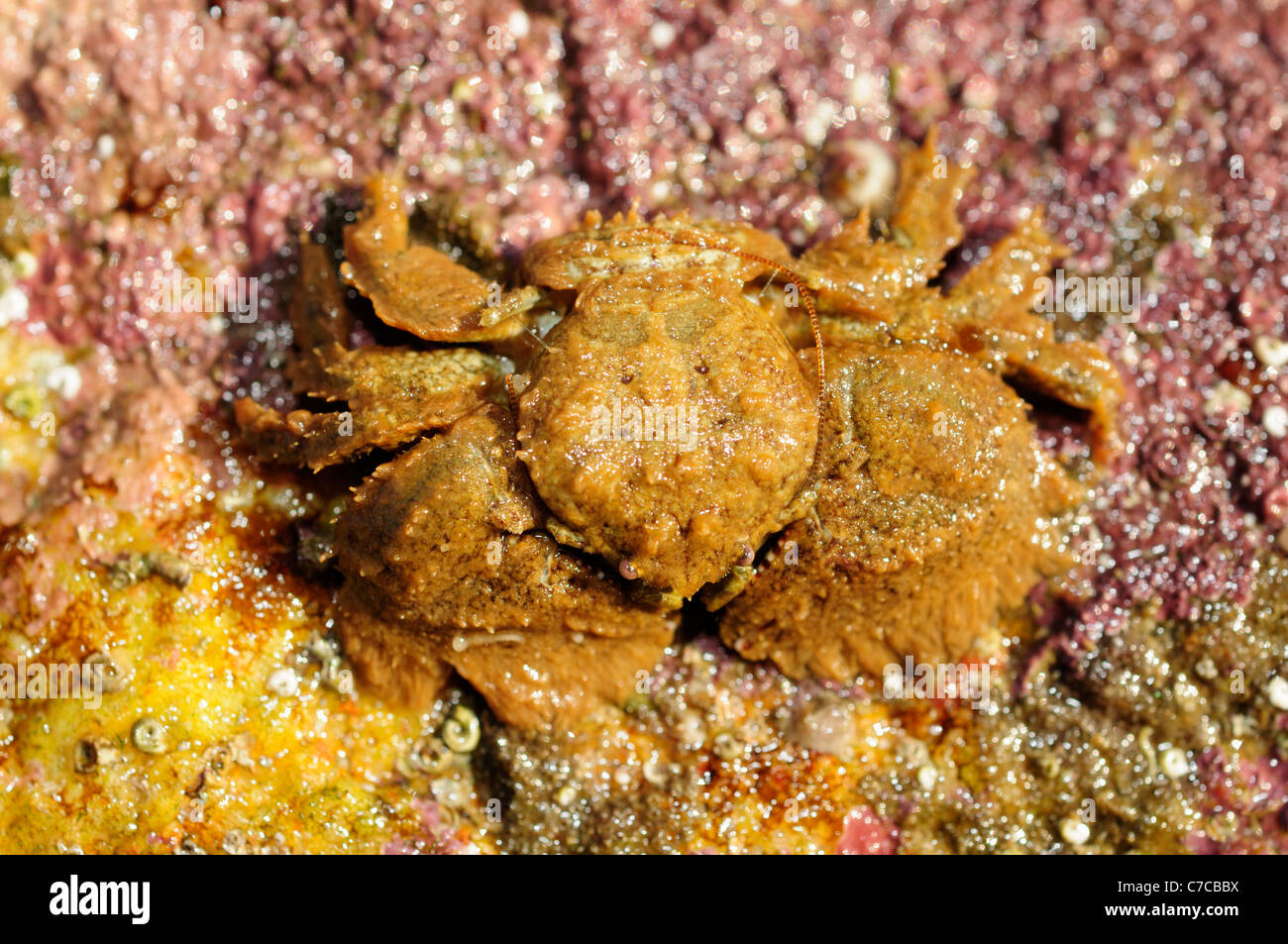Broad-clawed porcelain crab (Porcellana platycheles) Stock Photo