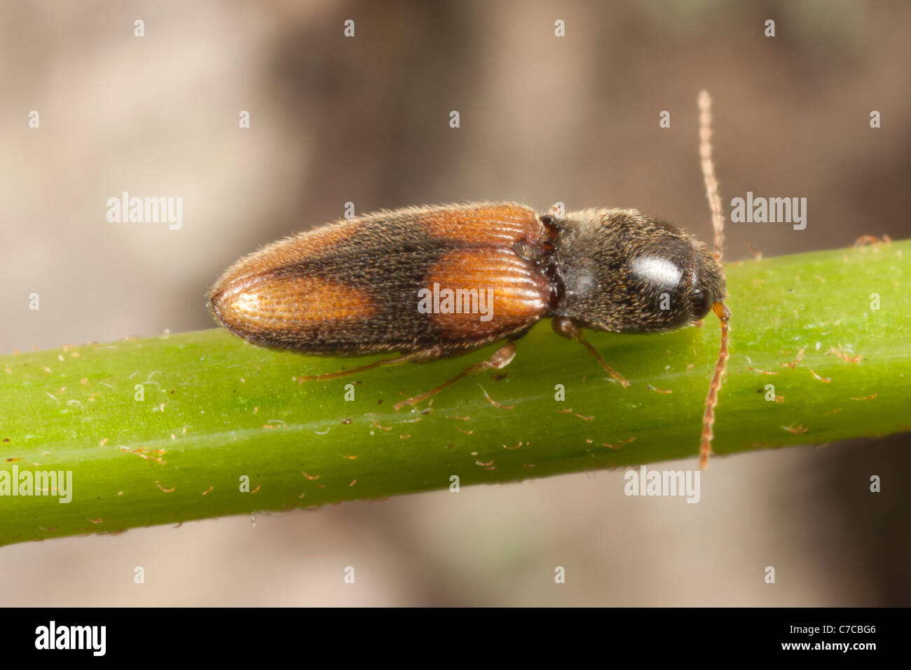 Click Beetle (Horistonotus curiatus) Stock Photo