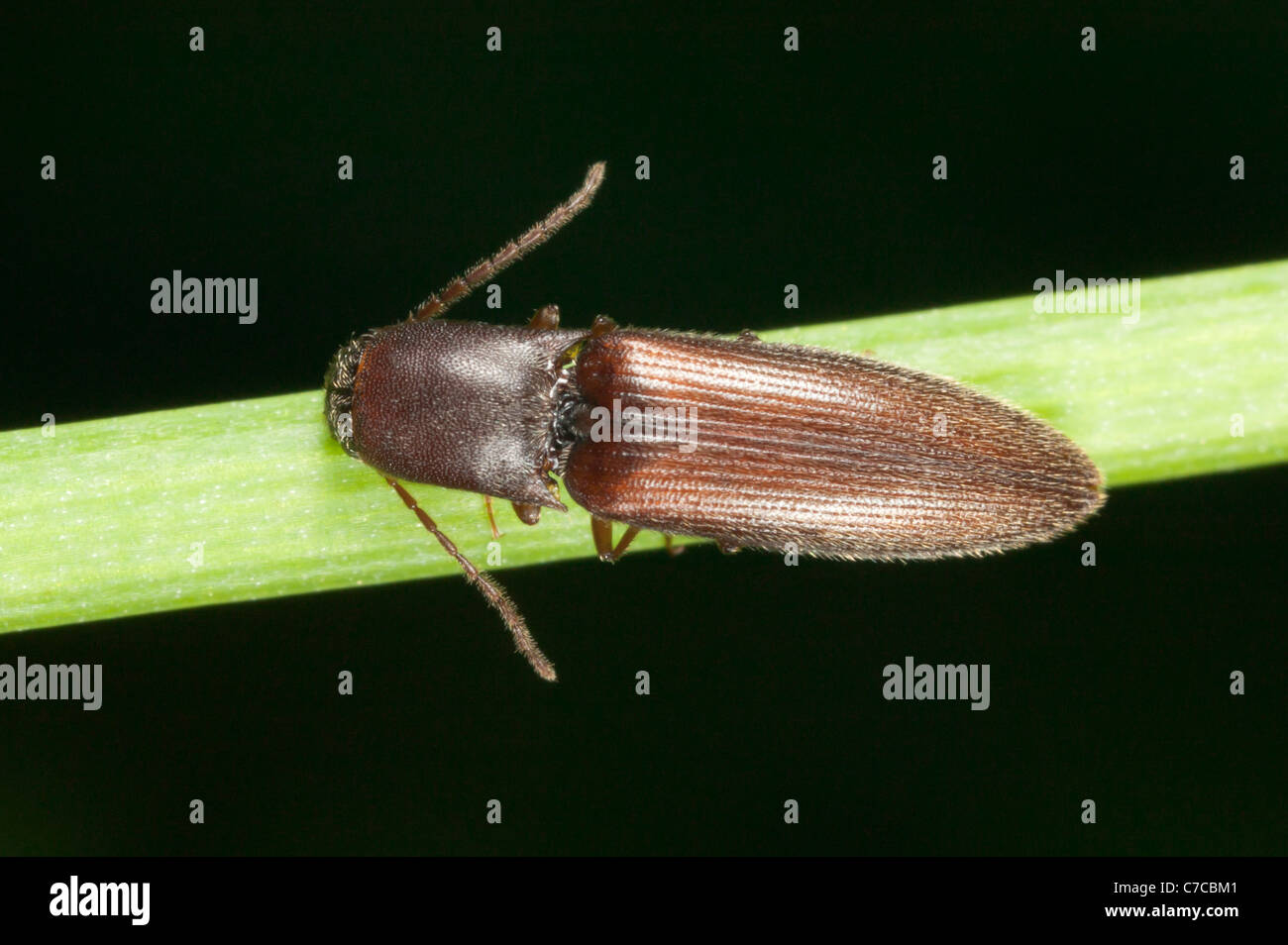 Click Beetle (Agriotes oblongicollis) Stock Photo