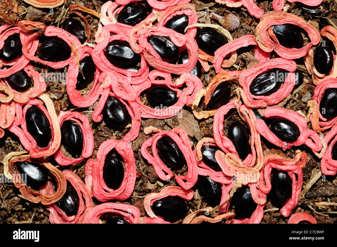 Seeds of the Australian Blackwood (Acacia melanoxylon) Stock Photo