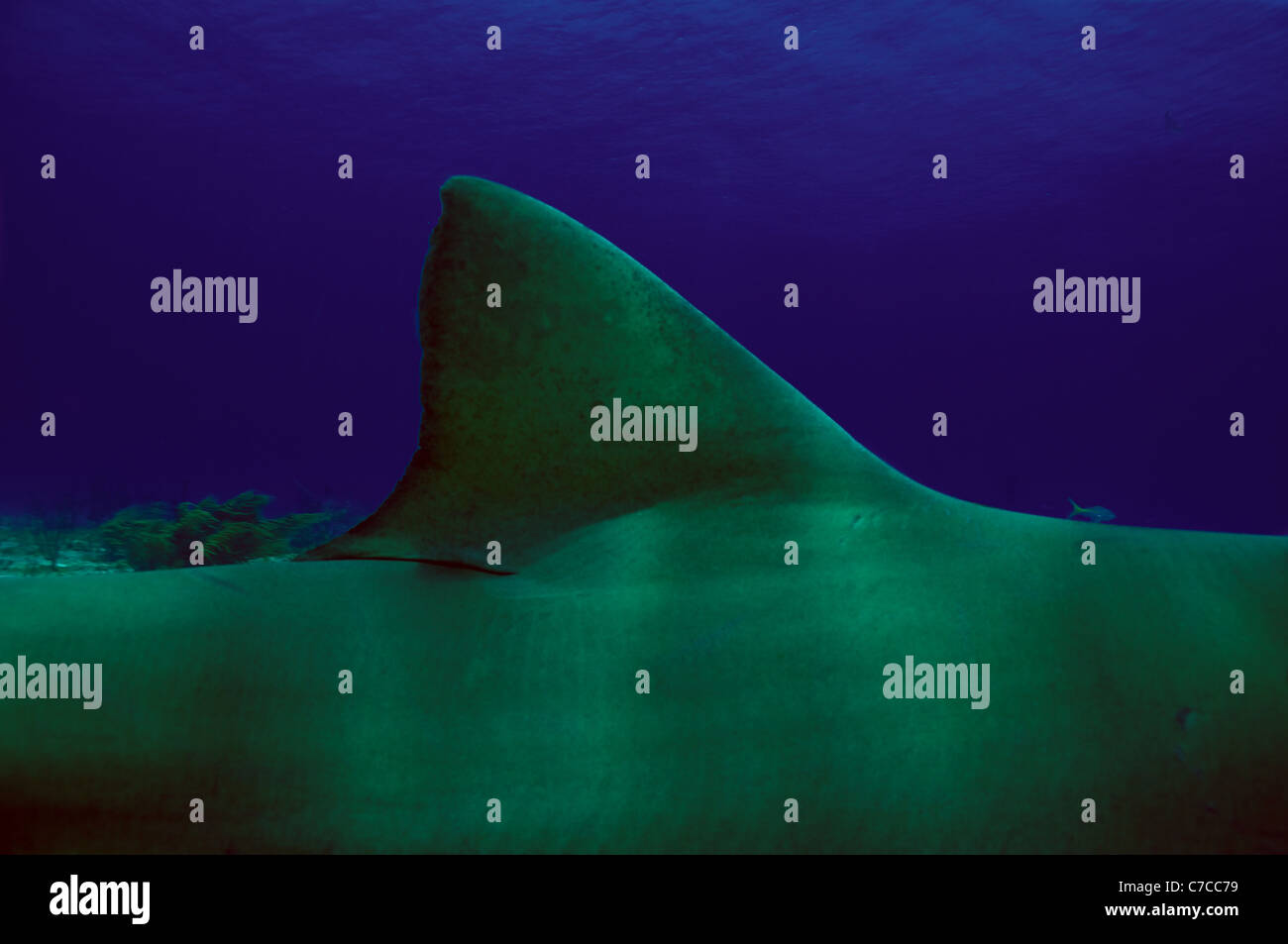 Lemon Shark first dorsal fin in the Bahama's blue waters Stock Photo