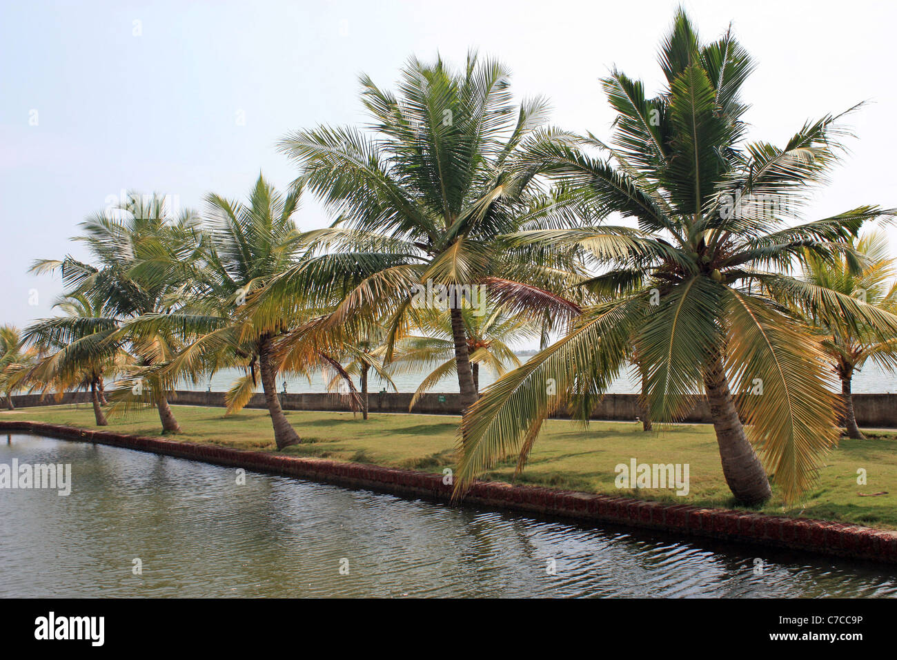 Coconut Tree In Water Importance Of Coconut Tree And Coconut In Our