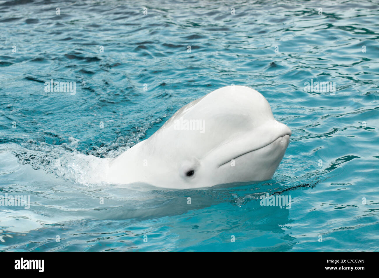 Beluga Whale Stock Photo