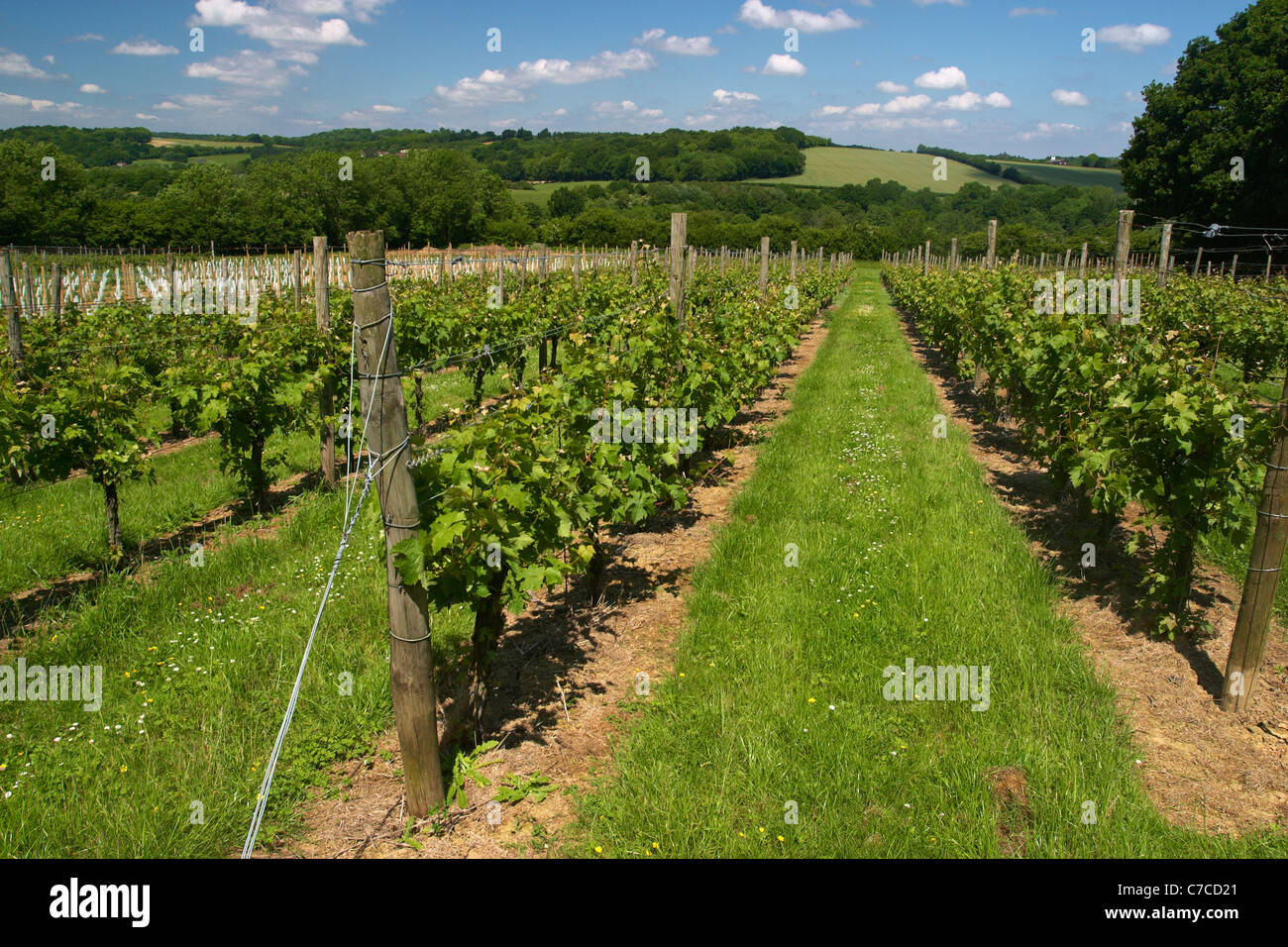 Young grape vines planted at the Chapel Down winery in Tenterden, Kent, England. Stock Photo