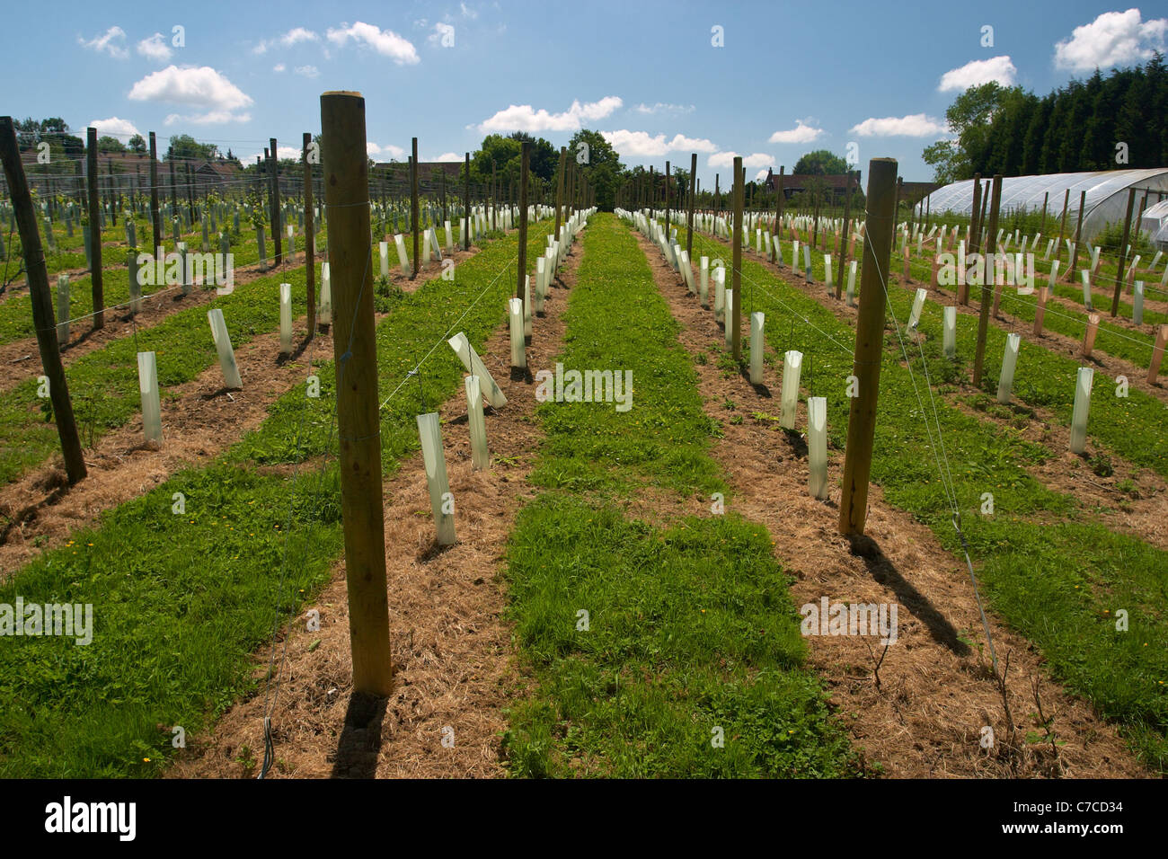 Young grape vines planted at the Chapel Down winery in Tenterden, Kent, England. Stock Photo