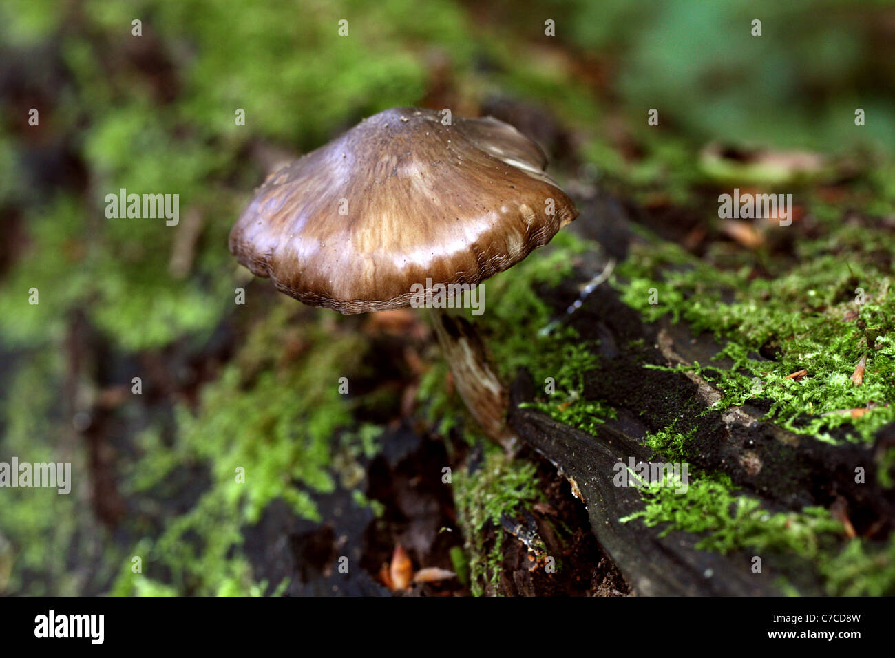Beech Wood Fungus, Whippendell Woods, Hertfordshire. Stock Photo