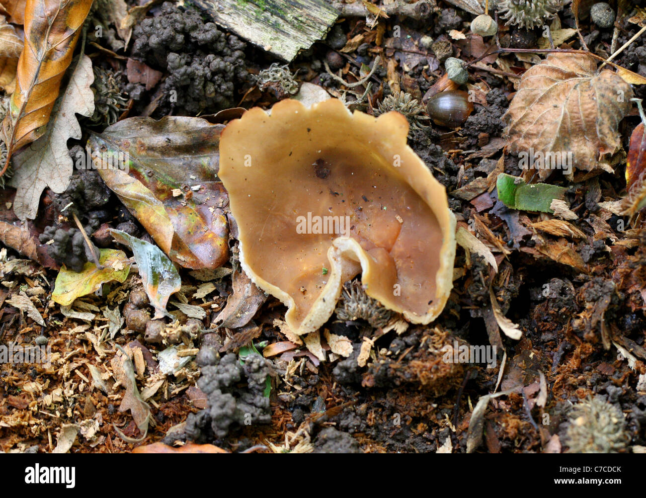Cup Fungus, Peziza micropus, Pezizaceae. Whippendell Woods, Hertfordshire. Stock Photo