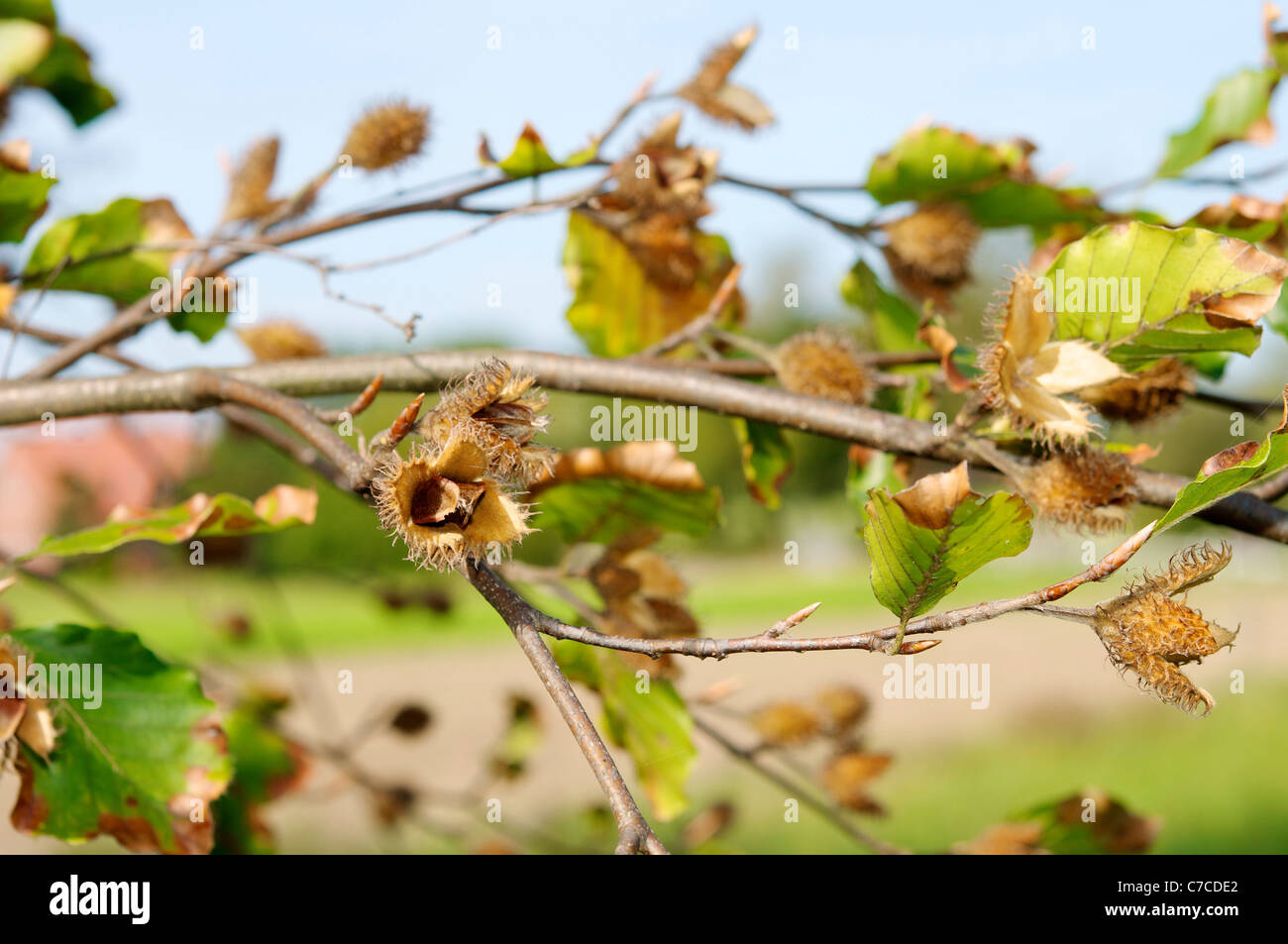 Branch of a European beech with beechnut capsules in late summer. Stock Photo