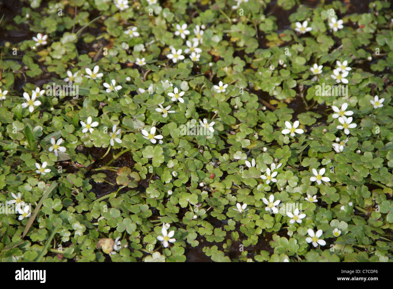 Ranunculus omiophyllus, Round-leaved Crowfoot Stock Photo - Alamy