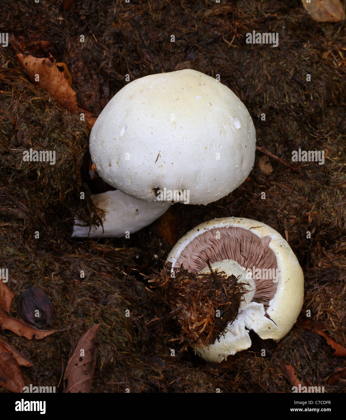 Horse Mushroom, Agaricus arvensis, Agaricaceae. Growing in a Pile of