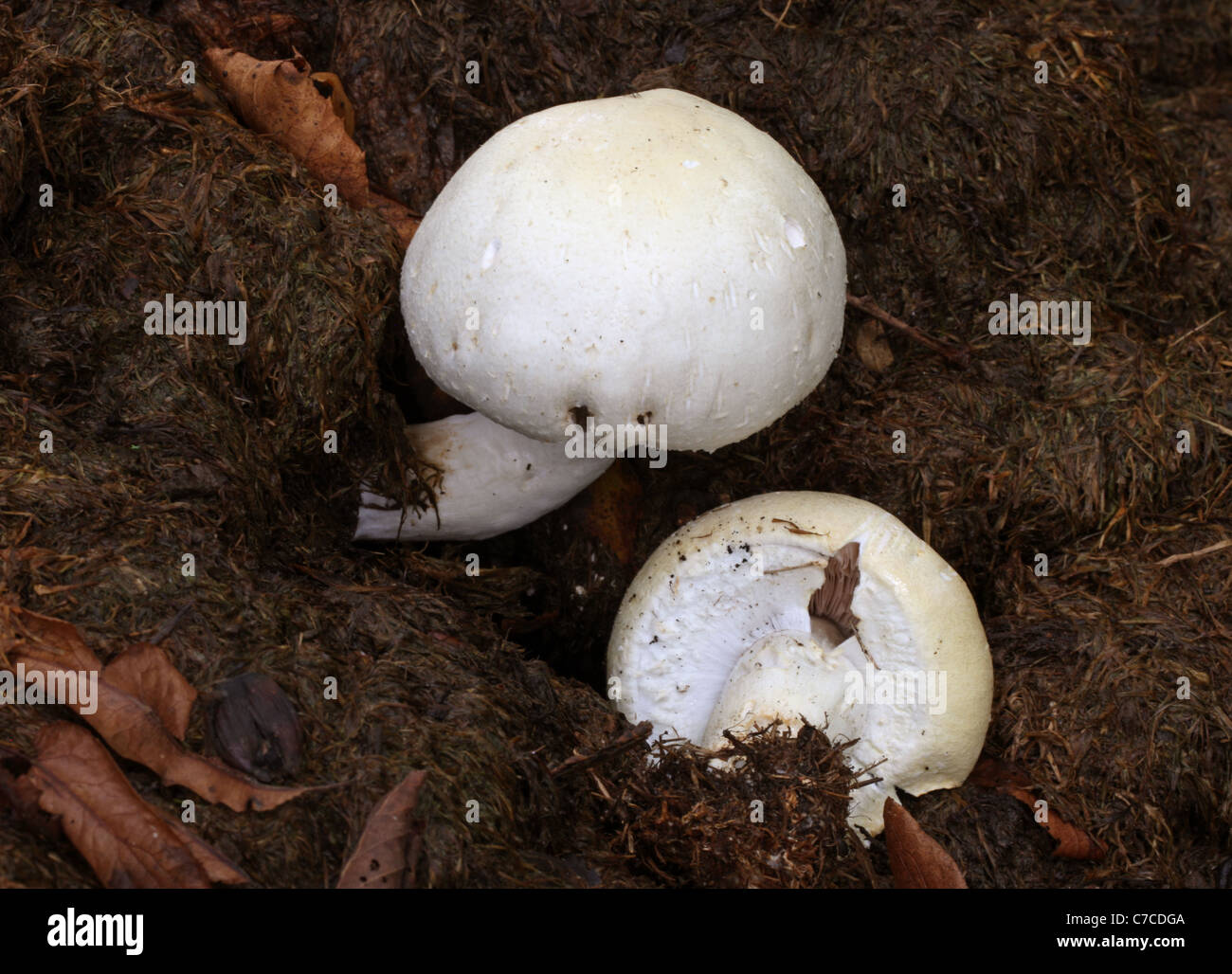 Horse Mushroom, Agaricus arvensis, Agaricaceae. Growing in a Pile of
