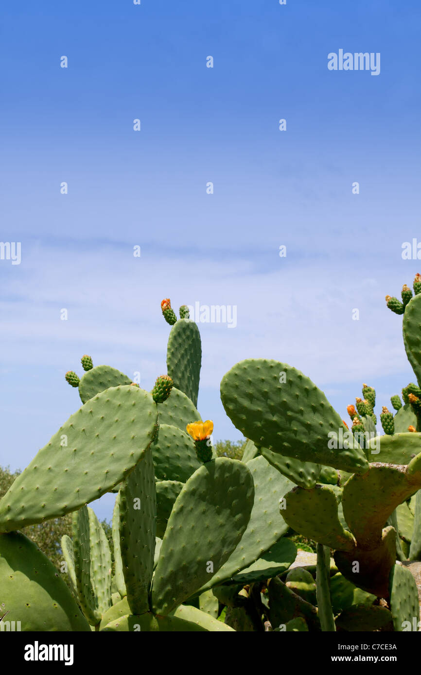 chumbera nopal cactus plant under mediterranean blue sky in Majorca Stock Photo