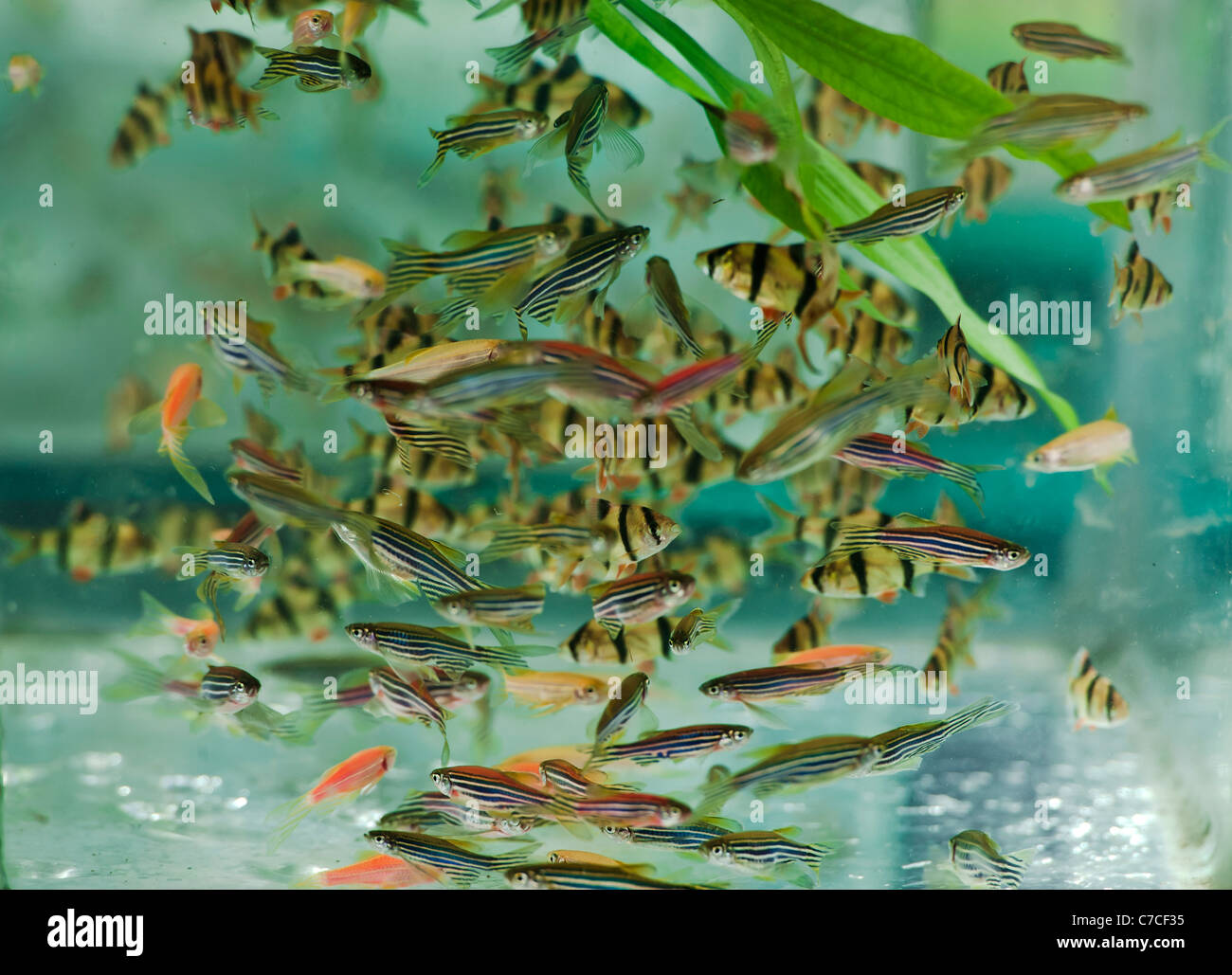 nature aquarium fish  [RM] Stock Photo