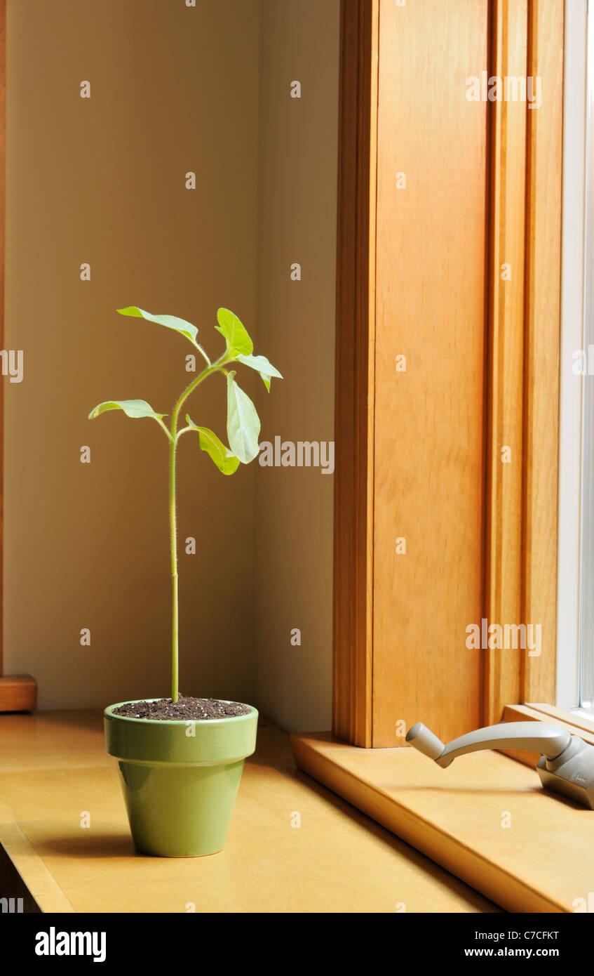 Photo tropism hires stock photography and images Alamy