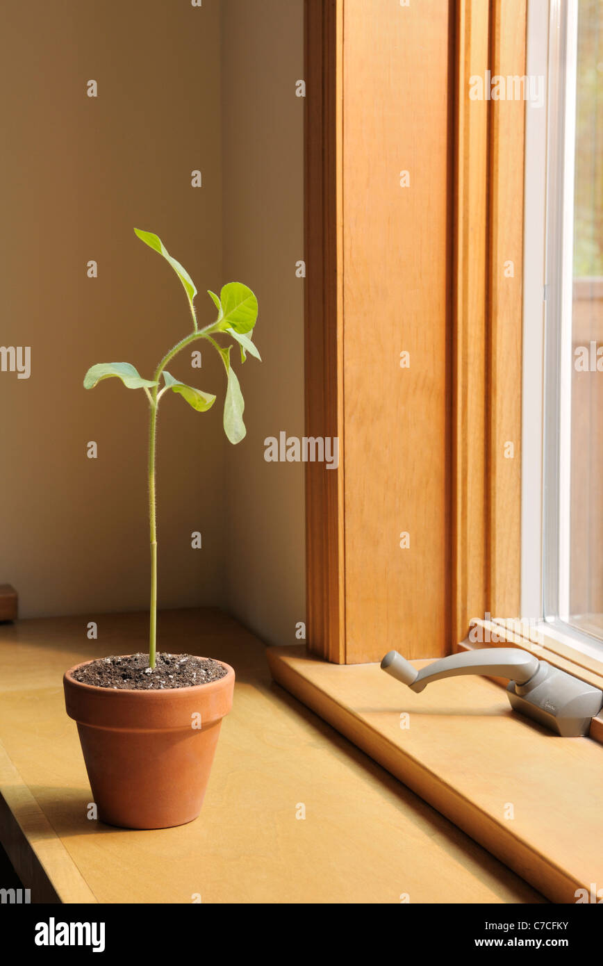 Phototropism, phototropic response in a sunflower, Helianthus annuus
