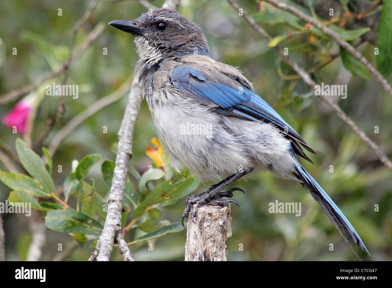 A Western Scrub Jay (Aphelocoma californica) in California Stock Photo