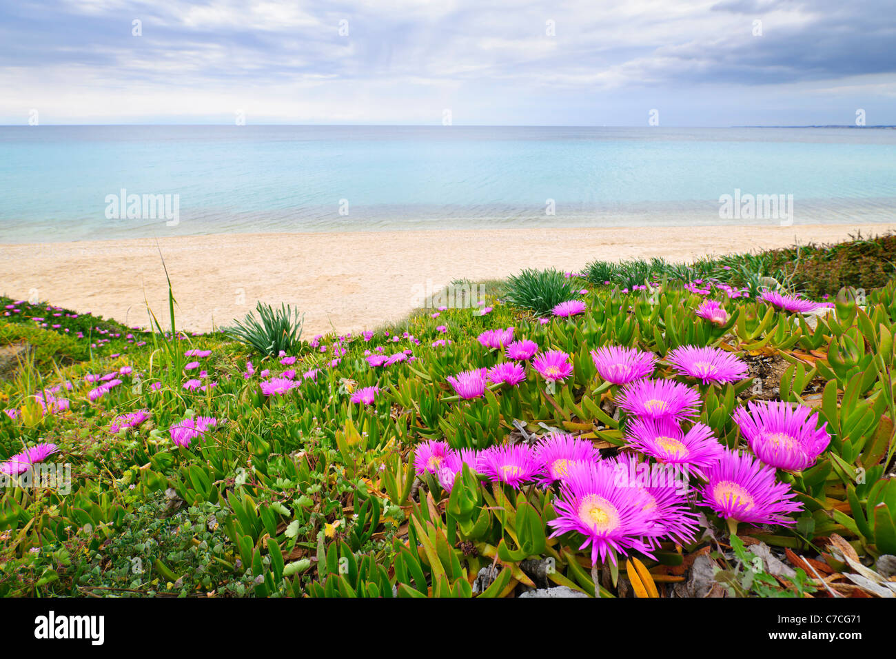 Coast of Aegean sea with blooming ice plants in Chalkidiki, Greece Stock Photo